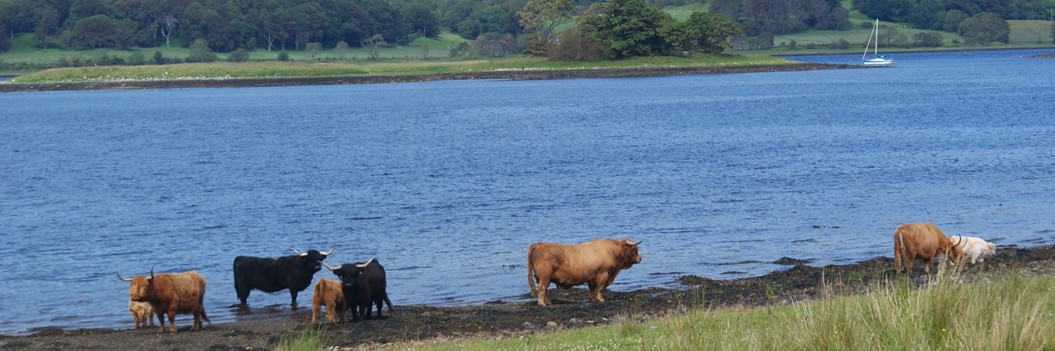 A Highland bull watching his cows