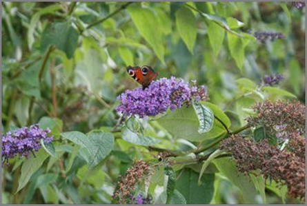 butterfly on Budlia